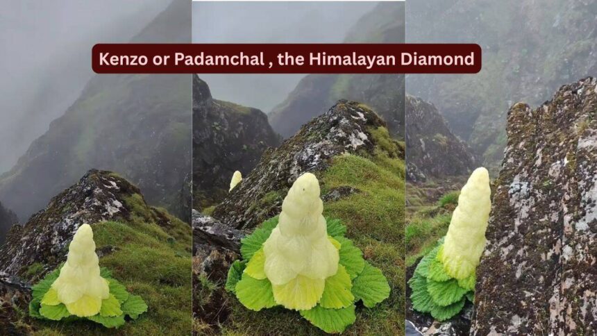 Taller than humans, blooming once in seven years: Meet the rare Himalayan ‘Diamond’ flower that defies nature