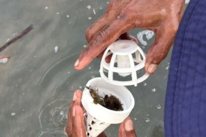 Thailand is placing seagrass inside 3D-printed shelters because animals destroy it before it grows