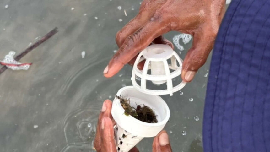 Thailand is placing seagrass inside 3D-printed shelters because animals destroy it before it grows