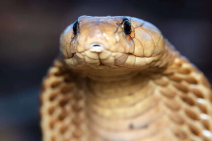Thailand King Cobra Rescue: Team frees 11-foot snake; highlights rising human–snake encounters