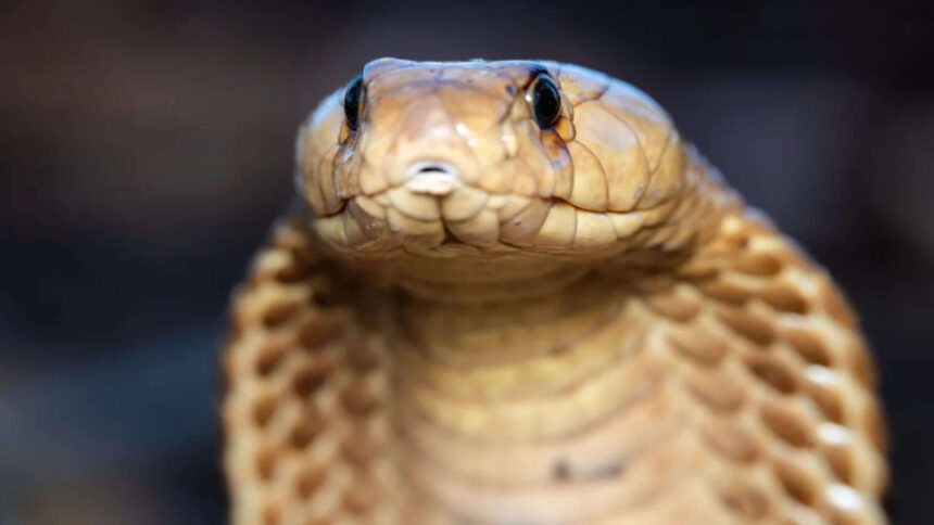 Thailand King Cobra Rescue: Team frees 11-foot snake; highlights rising human–snake encounters