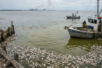 The Gulf of Mexico grows a vast ‘dead zone’ every summer, but what happens beneath the water threatens far more than mari