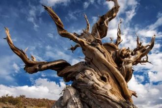 The oldest living tree on Earth has survived longer than the pyramids