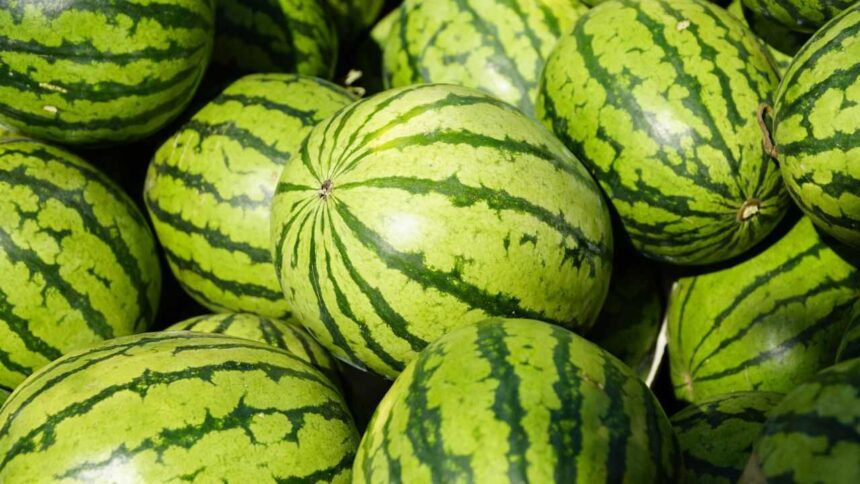 The sweetest watermelon is often the ugliest: 7 signs to look for before buying