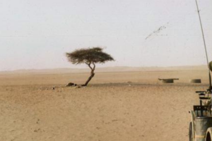 The world's loneliest tree had no other tree within 400 km across the Sahara Desert and roots over 30 metres deep to reach hi