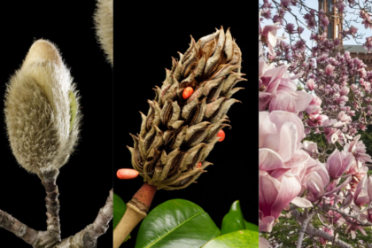These 95-million-year-old flowers bloomed before bees existed and still attract beetles