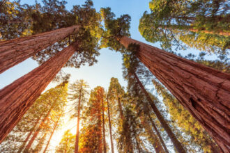 These ancient trees need fire to reproduce, but modern wildfires are now killing them