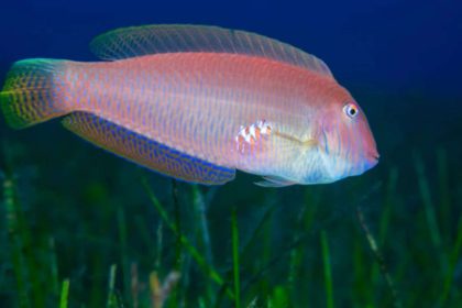 These fish are born female & later become male; fishing may be changing them at molecular level