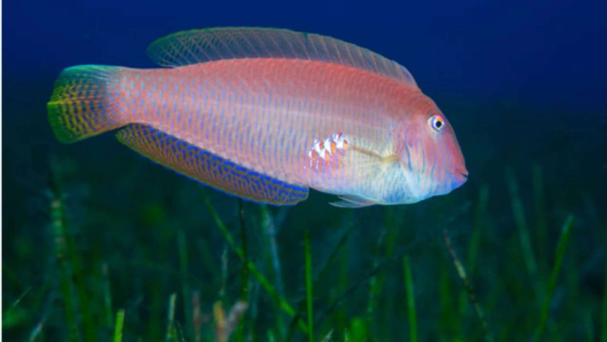 These fish are born female & later become male; fishing may be changing them at molecular level