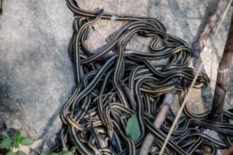 Think snakes can't reach high-rises? Here are 6 snake myths you need to stop believing