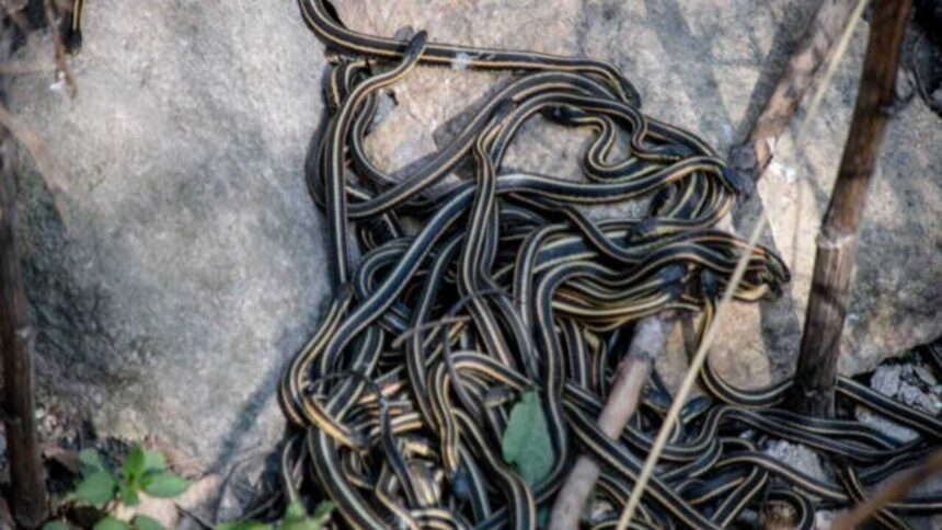 Think snakes can't reach high-rises? Here are 6 snake myths you need to stop believing