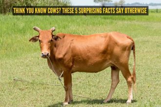 Think you know cows? These 5 surprising facts say otherwise