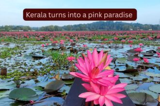 This hidden town in Kerala turns into a pink paradise every monsoon; here's where and how to see the magical water lilies