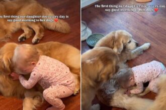 This little girl has one adorable morning routine with her three Golden Retriever pet dogs
