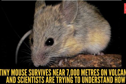 This tiny mouse survives 7,000 metres on volcanoe where no mammal can stay alive: Scientists are investigating one of nature'