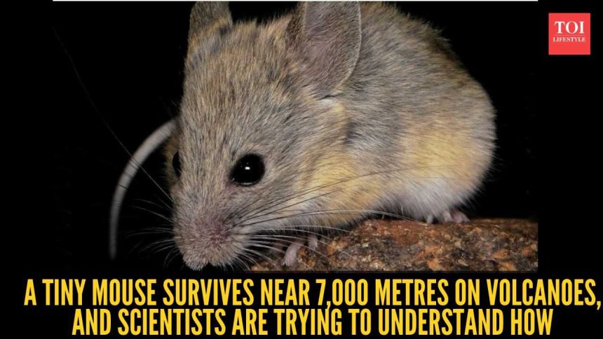 This tiny mouse survives 7,000 metres on volcanoe where no mammal can stay alive: Scientists are investigating one of nature'