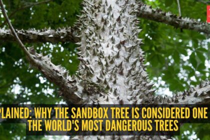 This tree is one of the most dangerous in the world-- it can explode, stab and poison