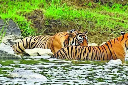 Tiger reserve poaching row triggers stormy debate in Chhattisgarh assembly