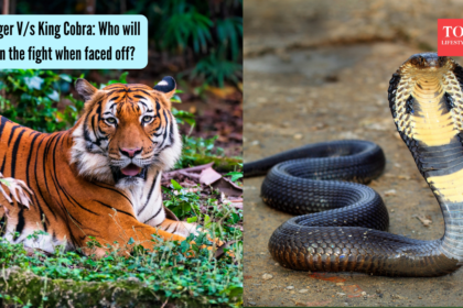 Tiger V/s King Cobra: Who will win the fight when faced off?