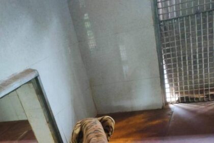 Tiger ‘Yuvraj’ showing signs of recovery at Van Vihar