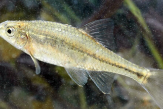 Tiny Oregon fish nearly disappeared after habitat loss, then conservation efforts restored its wetlands, helping its populati