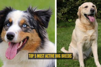 Top 5 most active dog breeds