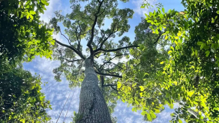 Towering trees more than 200 feet tall may not be as vulnerable to drought as scientists thought, new study reveals how South