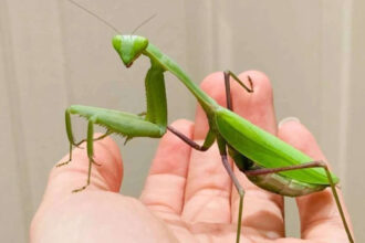 Two Asian praying mantises are spreading across Europe, and scientists warn they threaten wildlife