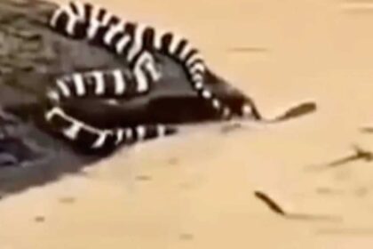 Typhoon Maysak: China floods trigger snake scare as hundreds escape into villages; locals say ‘we’re scared to even step