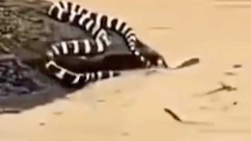 Typhoon Maysak: China floods trigger snake scare as hundreds escape into villages; locals say ‘we’re scared to even step