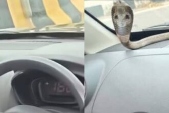 Venomous cobra found inside moving car on Ghaziabad elevated road; Dramatic rescue goes viral