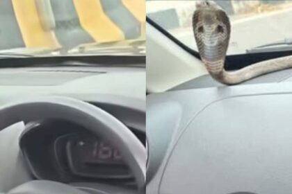 Venomous cobra found inside moving car on Ghaziabad elevated road; Dramatic rescue goes viral