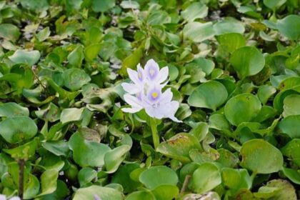 Water Hyacinth was introduced as an ornamental plant, now it chokes rivers around the world