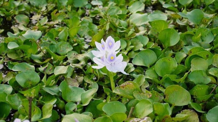 Water Hyacinth was introduced as an ornamental plant, now it chokes rivers around the world