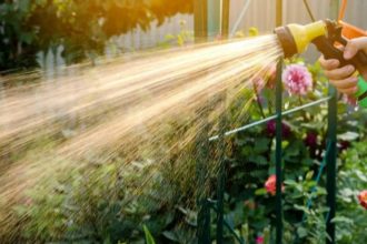 Watering your plants at this time of day could do more harm than good
