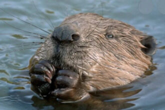 West London streets flooded annually with heavy rains: Five little beavers solved the problem for free by building an extensi