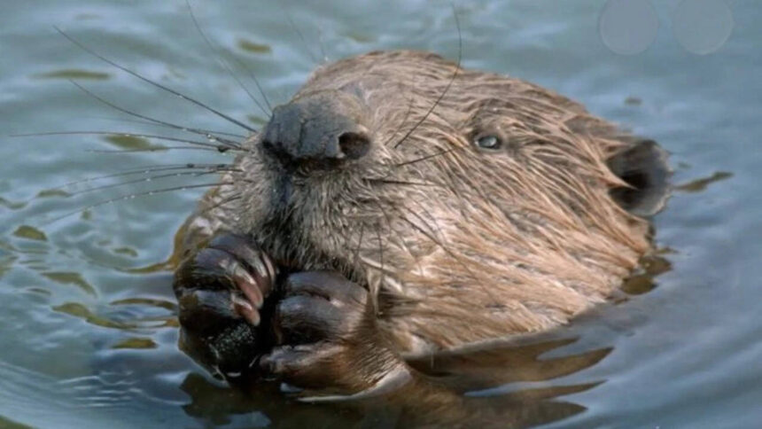 West London streets flooded annually with heavy rains: Five little beavers solved the problem for free by building an extensi