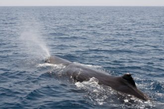 Whales Sleep Vertically: new tags reveal sperm whale bubble rests; study probes gas exchange