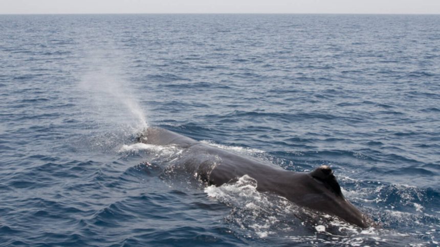 Whales Sleep Vertically: new tags reveal sperm whale bubble rests; study probes gas exchange