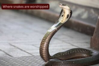 Where snakes are worshipped: 10 sacred and mysterious snake temples of India every traveller should visit