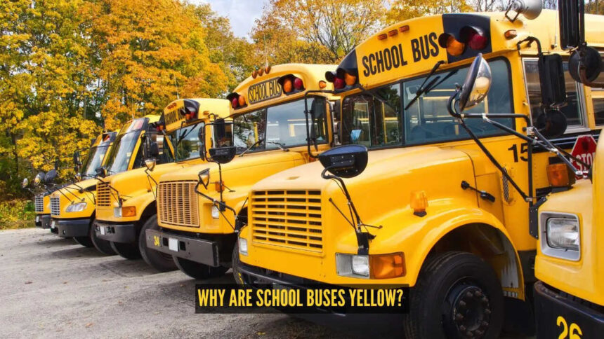Why are school buses yellow? The fascinating reason behind the colour everyone recognises
