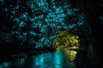 Why New Zealand forests look like a galaxy filled with glowworms at night