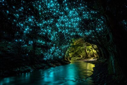 Why New Zealand forests look like a galaxy filled with glowworms at night