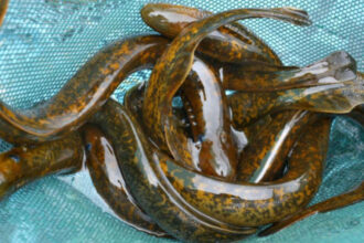 Why scientists kill 9 million sea lampreys every year in the Great Lakes of America