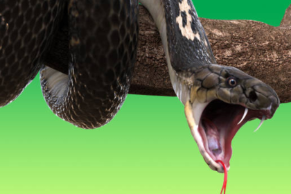 Wife sucked venom from cobra-bitten husband to save him, but ended up poisoned too; doctors warn against this dangerous snake