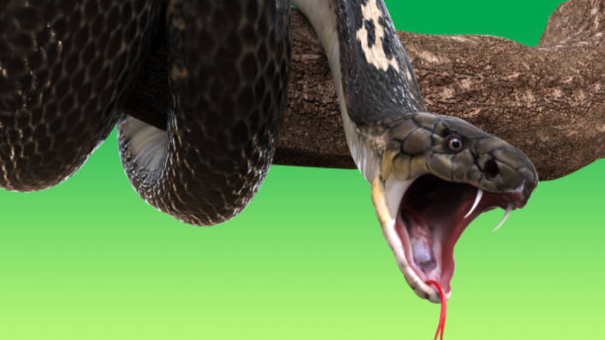 Wife sucked venom from cobra-bitten husband to save him, but ended up poisoned too; doctors warn against this dangerous snake