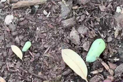 Woman spots a strange green lump in her garden—What she discovers next leaves nature lovers amazed