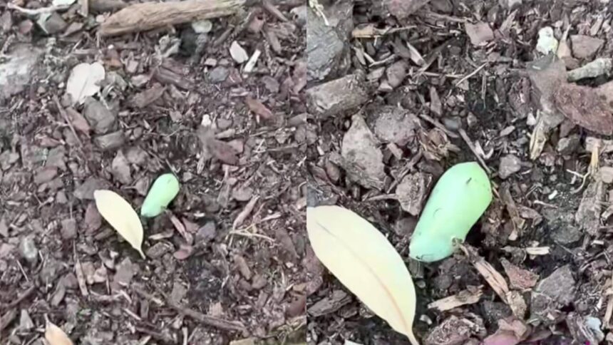 Woman spots a strange green lump in her garden—What she discovers next leaves nature lovers amazed