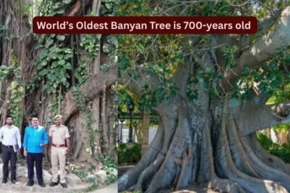 World's oldest scientifically dated banyan tree is in Bihar: How travellers can visit this remarkable 700-year-old living lan