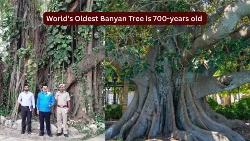 World's oldest scientifically dated banyan tree is in Bihar: How travellers can visit this remarkable 700-year-old living lan